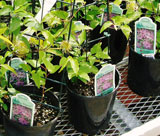 Greenhouse