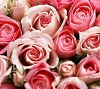 rosesmix